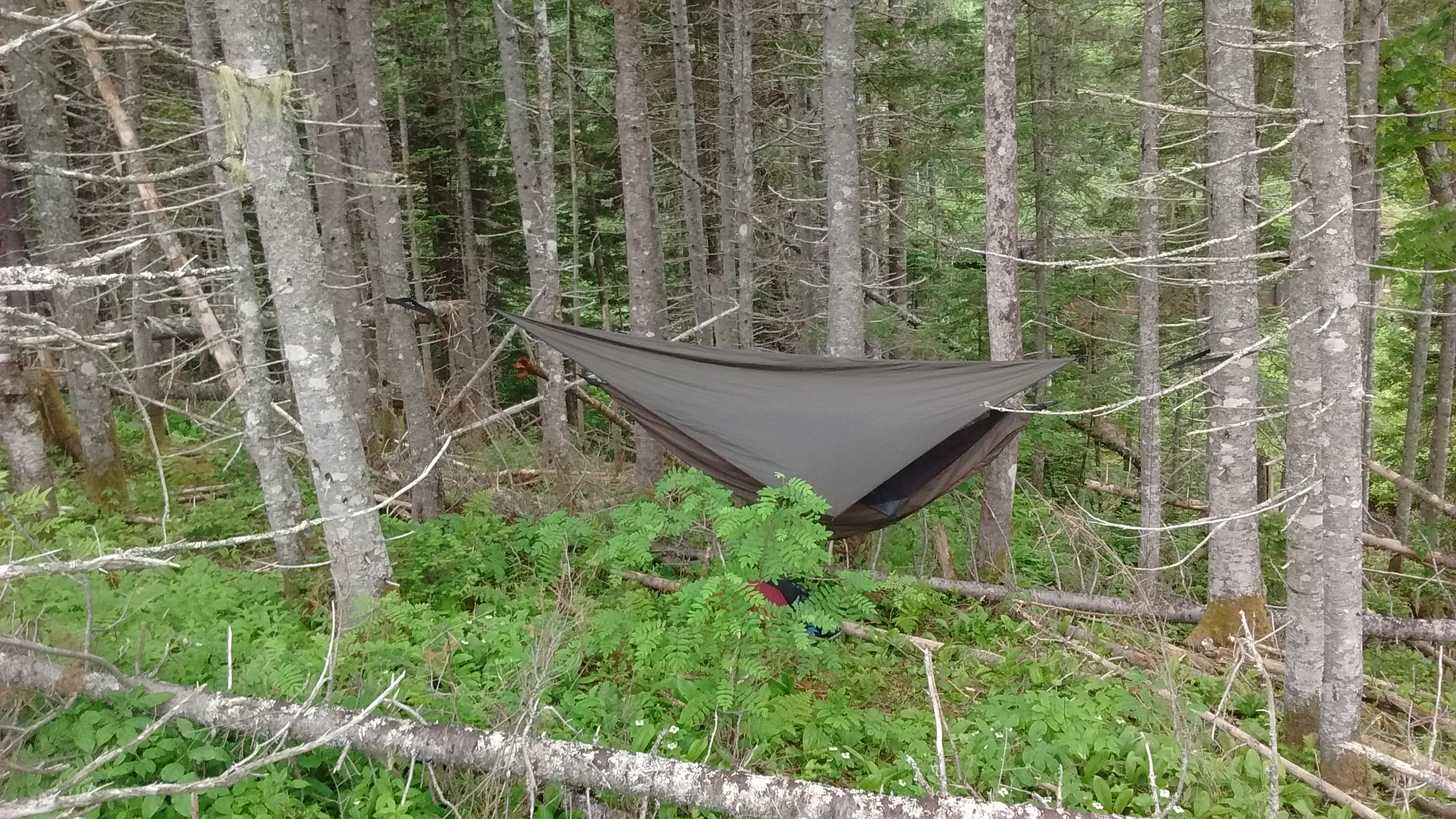 Hamac avec bâche dans une forêt.