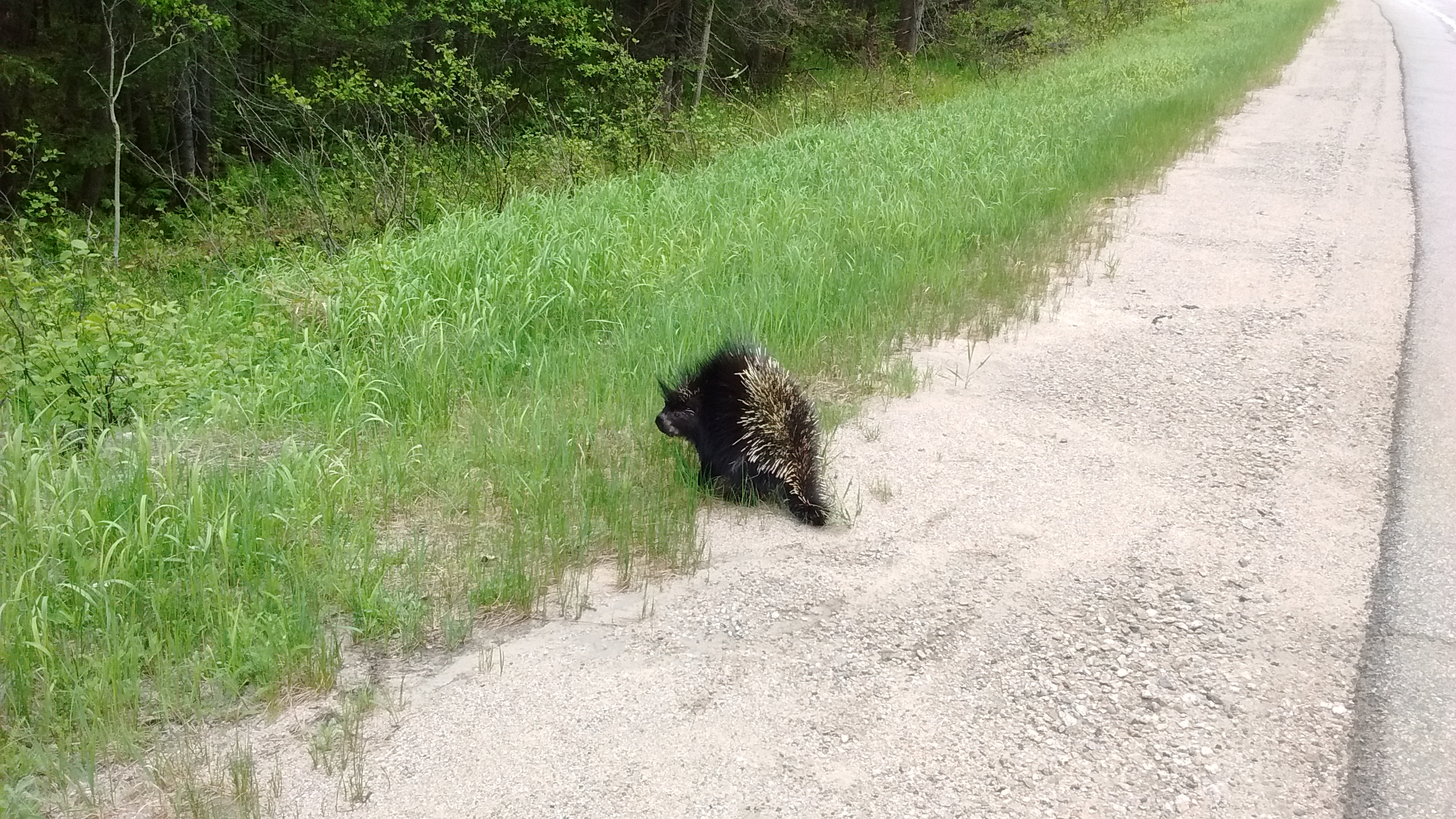 Porc épic sur le bord de la route.