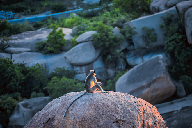 A monkey sitting on a rock at sunset, looking like its thinking deep thoughts.